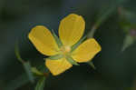 Carolina primrose willow